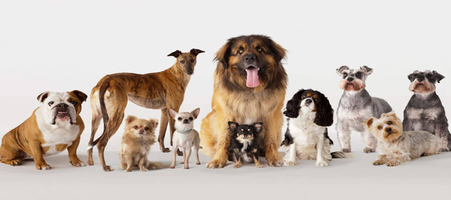 Dog Breeds with Unique and Quirky Personalities